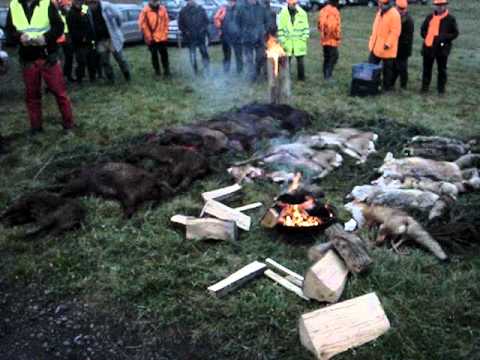 Treibjagd in Mücke Groß Eichen 2