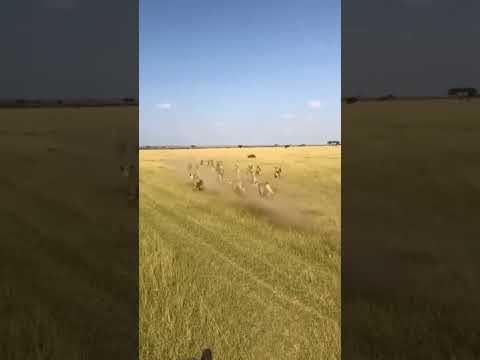 PHA THOÁT THÂN NGOẠN MỤC CỦA LỢN RỪNG TRƯỚC BẦY SƯ TỬ​ |Narrow Escape: Warthog vs. Pride of Lions!