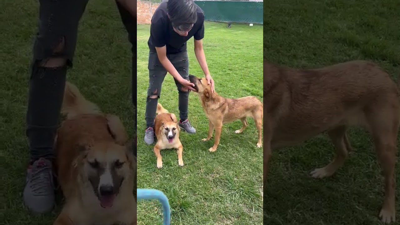 Enlarge ALESSA, a Adoptable mixed breed in Langley, BC video 5/6