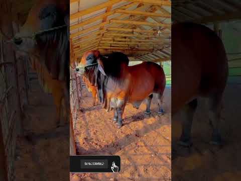 Malir mandi 2024/cow mandi 2024/cow mandi 2025/ #malirmandi2025 #shorts