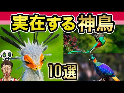 世界で最も美しい鳥