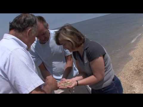 Cape May Diamonds at Sunset Beach