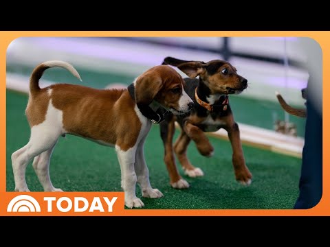 Keep your pets healthy and safe this spring with these expert tips