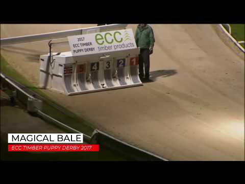 Magical Bale - ECC Timber Puppy Derby 2017