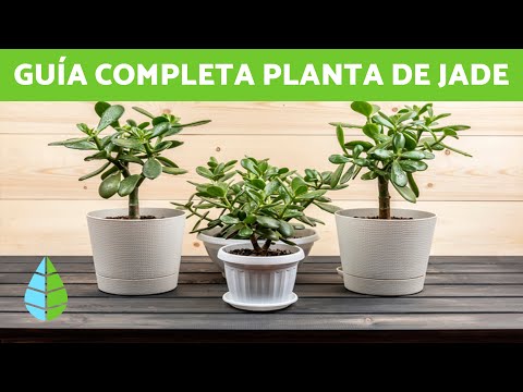 , title : 'CUIDADOS de la PLANTA DE JADE - ¿CÓMO CUIDAR mi PLANTA DE JADE?'
