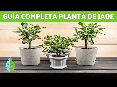 JADE PLANT CARE - HOW DO I CARE FOR MY JADE PLANT?