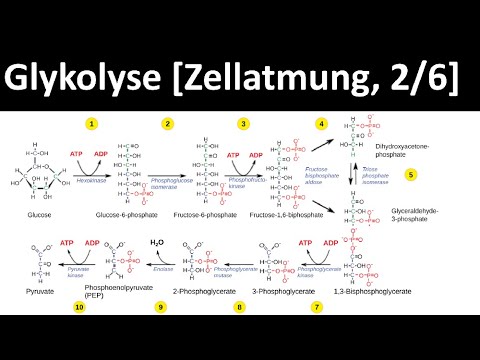 Glycolysis - first step in glucose breakdown - [Cellular Respiration, 2/6] - [Biology, Advanced L...