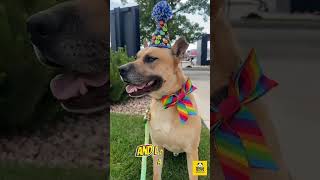 Video preview image #1 German Shepherd Dog-Unknown Mix Puppy For Sale in Sandy, UT, USA