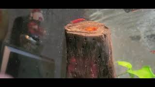 [問題] 請問這是蟲還是蝦苗？