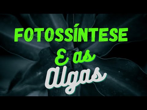 A FOTOSSÍNTESE E AS ALGAS!