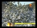 Зелёная красавица 