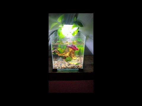 Top Fin Retreat 2.5 gallon Aquarium project rescue betta new tank set up!