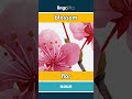 blossom - flor video thumbnail