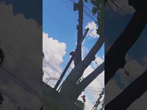 Helicóptero 🚁 da Polícia militar do Paraná Sobrevoando 🛬✨ #DeusÉBom #ceuazul #dialindo #helicoptero