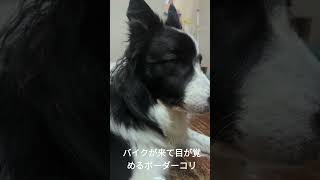 居眠りしてたのにバイクが来て目が覚めたボーダーコリー