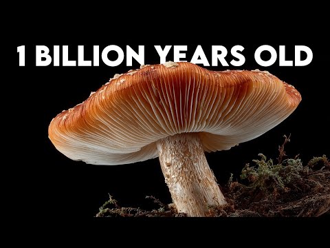 The Intelligence That Built the Forest