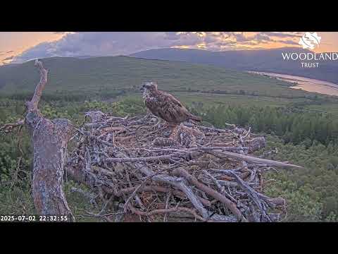 The chicks were ringed - now the Loch Arkaig Osprey cam is zoomed out ready for fledging! 2 Jul 2025