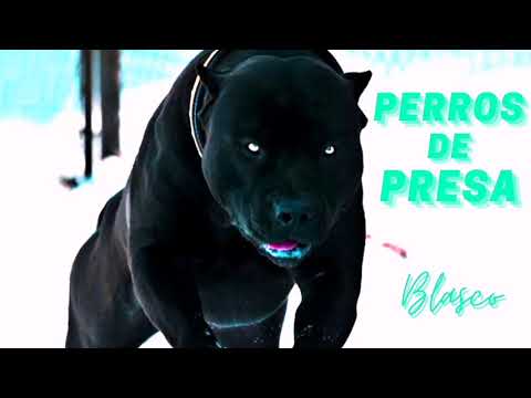 BLASCO - Perros De Presa