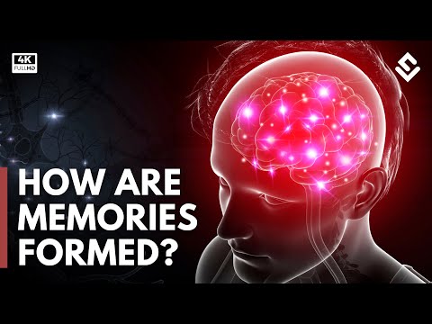 How Are Memories Created & Stored? Brain Anatomy | The World Of Science