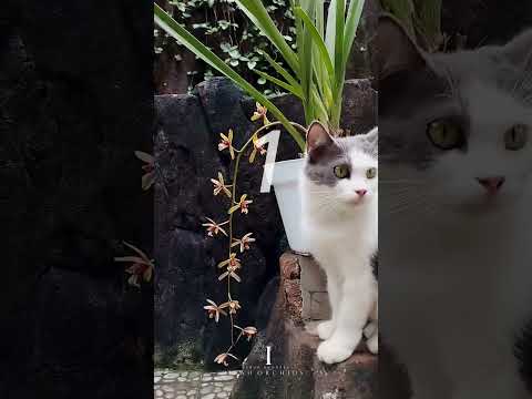 Anggrek Dendrobium Popeye, Trichoglottis fasciata, Phalaenopsis Peach Melba #shorts #flowers