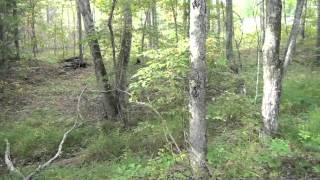 preview picture of video '2 acres with stream near Clarkrange TN 100% Owner Financing'