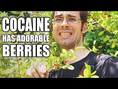 COCA PLANT : Where Cocaine Comes From - Weird Fruit Explorer