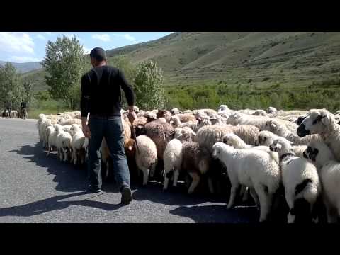 Brave sheeps in Armenia.