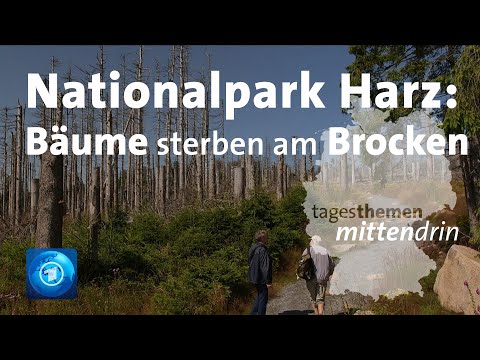 Nationalpark Harz: Klimawandel auf dem Brocken I tagesthemen mittendrin