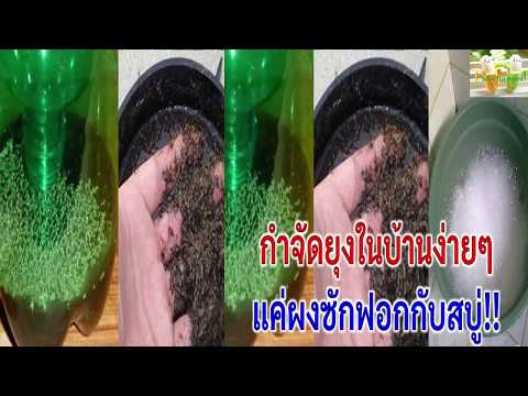 เข้าสู่ระบบด้วยค้อนพรู ตำแยแรงชาย