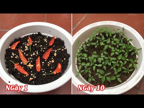 , title : 'Cách trồng ớt từ hạt tại nhà sai trĩu quả - how to grow chili'