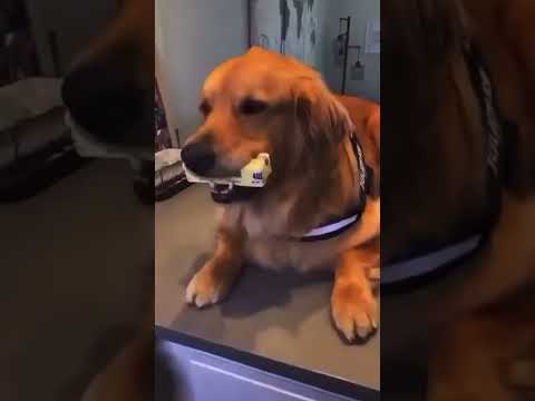 dog widda budda #shorts