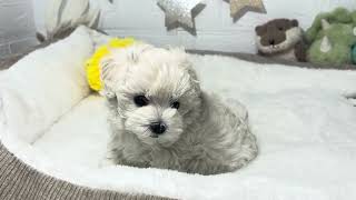ハーフ犬の動画01