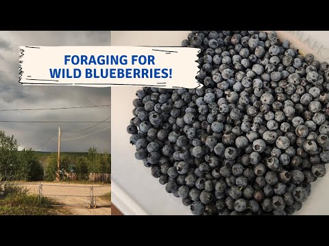 Foraging for Wild Blueberries in Northern Saskatchewan!