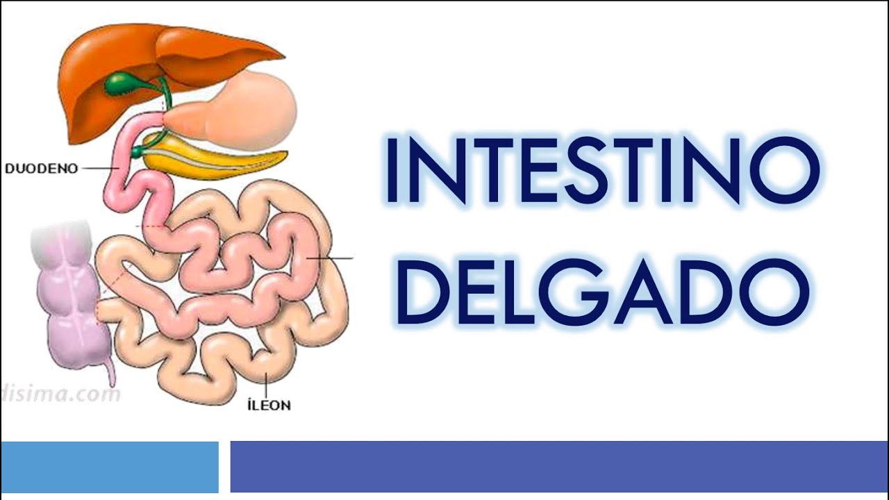 HISTOLOGÍA del INTESTINO DELGADO