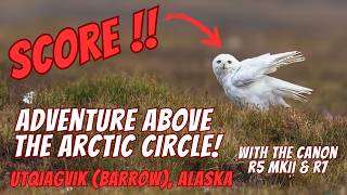 Canon R5 MKII & R7 - Searching for the Snowy Owl & Arctic Fox bove Arctic Circle