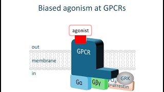 What is a biased agonist in Pharmacology and how does it work