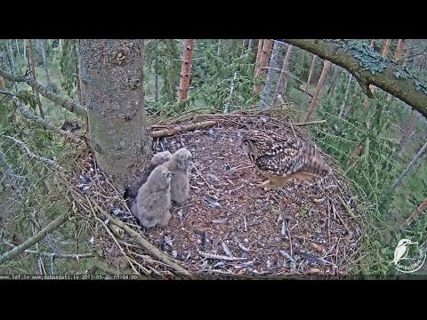 2017/05/20 04h51m ~Second Owlet tries self feeding~