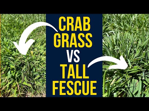 Tall Fescue vs CrabGrass - What's The Difference