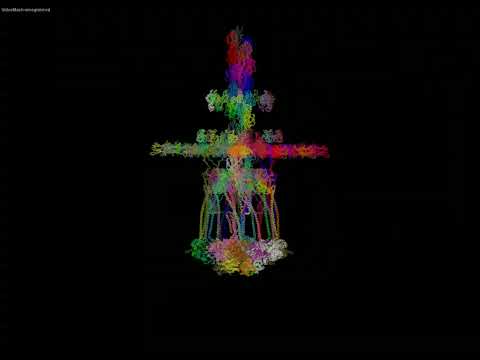 Bacterial pilus machine