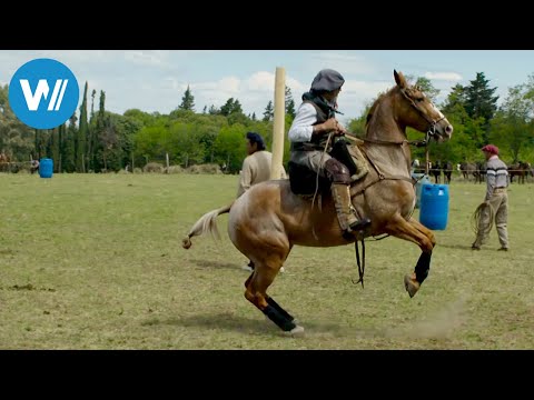 Argentina, of wild horses and a gentle hand (360° - GEO Reportage)