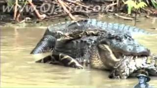 Real Fights: Python vs Alligator-Python attacks Alligator