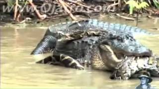Real Fights: Python vs Alligator-Python attacks Alligator
