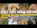 JENIS JENIS KUCING BESAR DI DUNIA DAN SUARANYA Suarakucing DTVSPORTS Jeniskucing