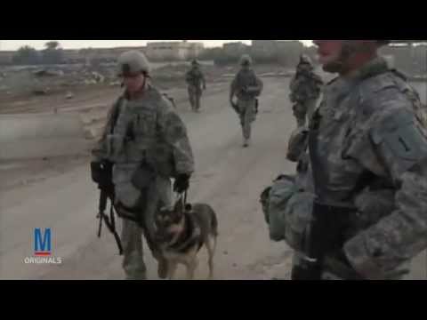 download lagu mp3 mp4 Soldier Dogs Of War, download mp3 Soldier Dogs Of War free download mp3, download mp3 Soldier Dogs Of War
