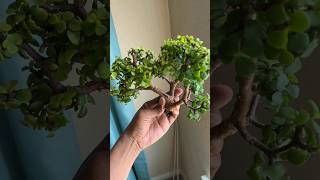 Download lagu Jade plant cutting | Jade plant | Jade plant care | Jade bonsia #shorts #jade #bonsai mp3 Download lagu Jade plant cutting | Jade plant | Jade plant care | Jade bonsia #shorts #jade #bonsai mp3