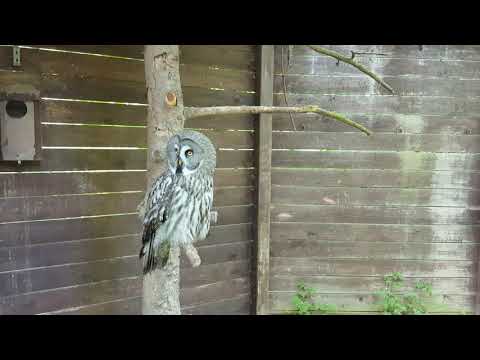 Der Bartkauz #LoveNature #Strixnebulosa #Strix #Eule