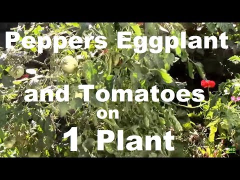 Harvesting Mitoyo Rosita Ping Tung and Little Fingers Eggplants