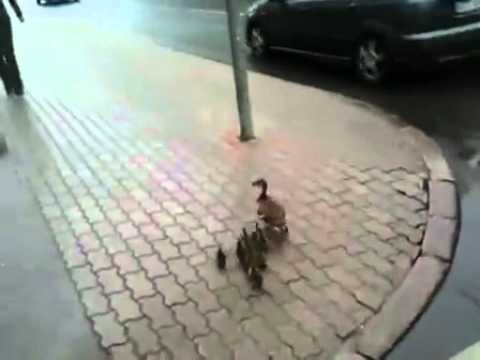 Pīļu ģimene Rīgas centrā šķērso ielu video   DELFI