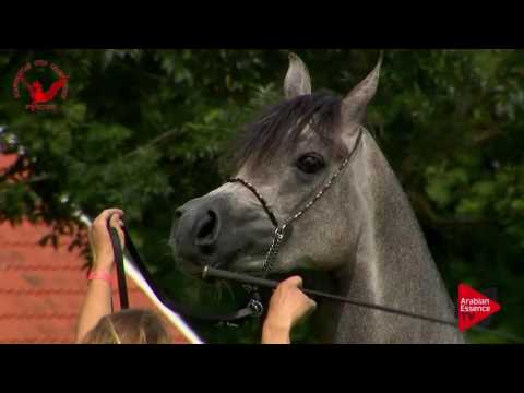 N.34 WW SCARLETT - Scandinavian Open Championship 2017 - Fillies 3 Years old (Class 6)