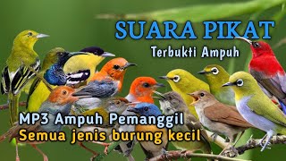 Download lagu MP3 Ampuh - SUARA PIKAT SEMUA JENIS BURUNG KECIL TERBUKTI AMPUH  mp3